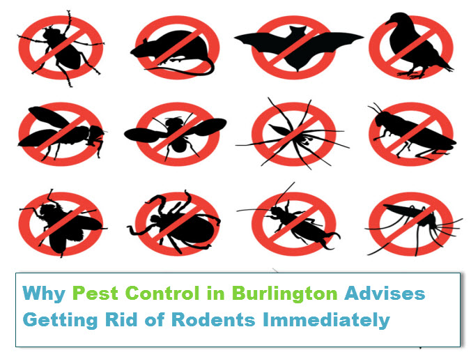 Pest Control Burlington